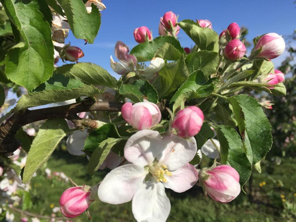 Fewo Blankenese Im Haus Luehegarten Grünendeich Dış mekan fotoğraf
